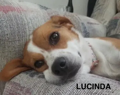 Lucinda Haven thumbnail 5