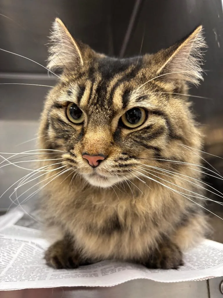 Marcus Aurelius photo 1