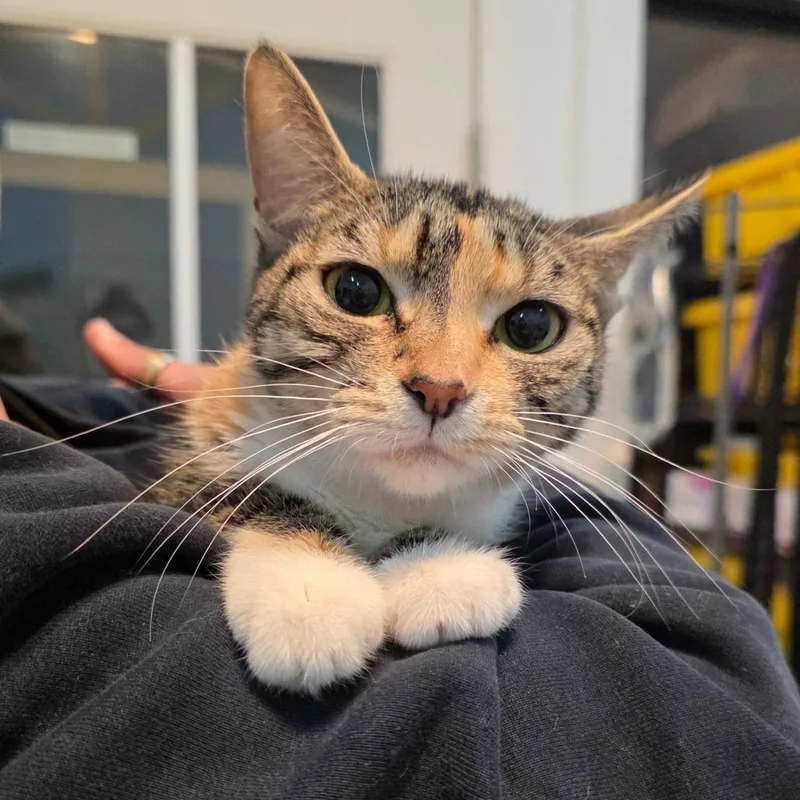 Butterfly thumbnail 2