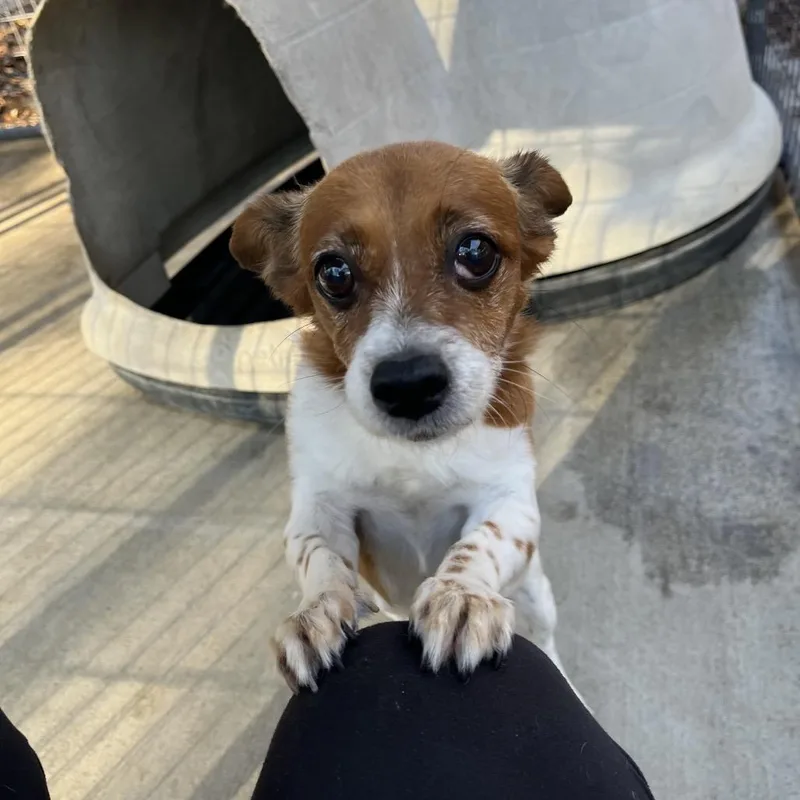 Sweetpea thumbnail 2