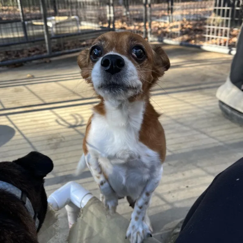 Sweetpea thumbnail 3