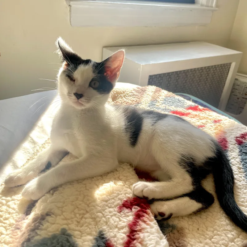 Sparkle Unicorn And Ollie! thumbnail 2