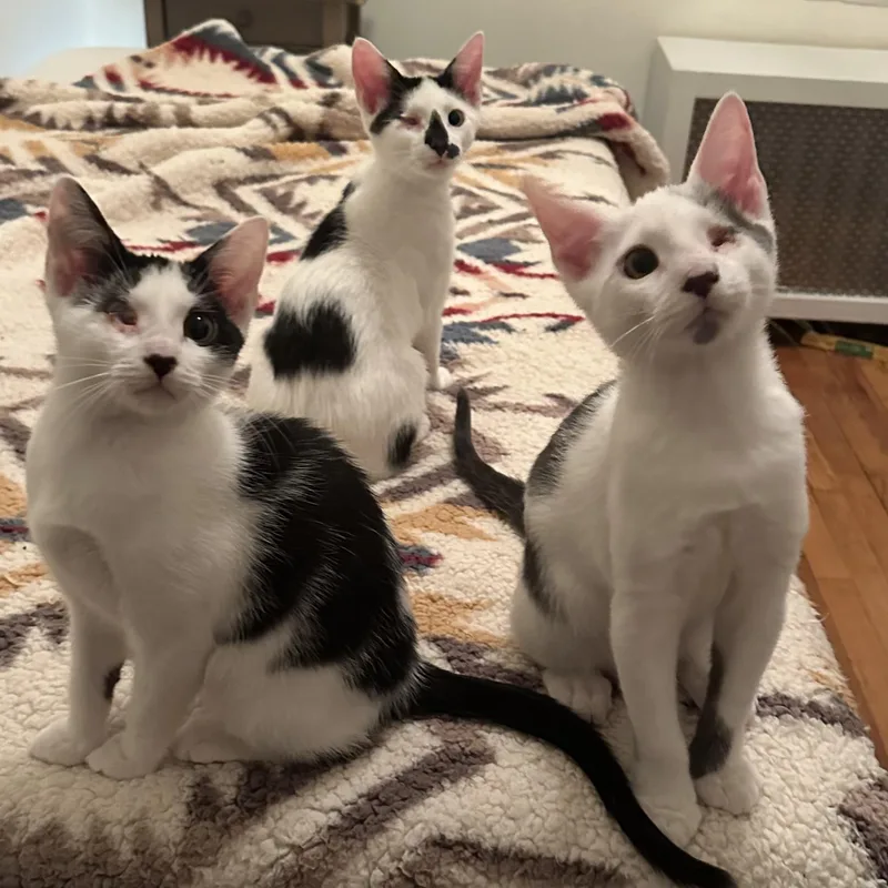 Sparkle Unicorn And Ollie!