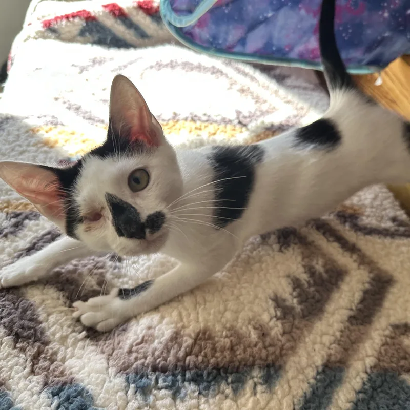 Sparkle Unicorn And Ollie! thumbnail 3