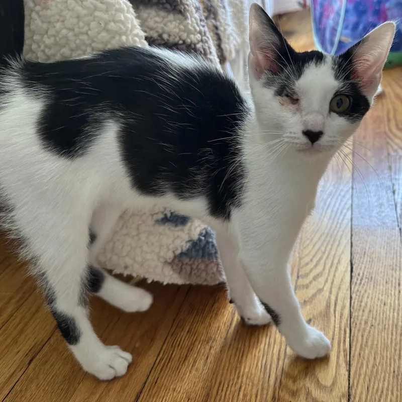 Sparkle Unicorn And Ollie! thumbnail 4