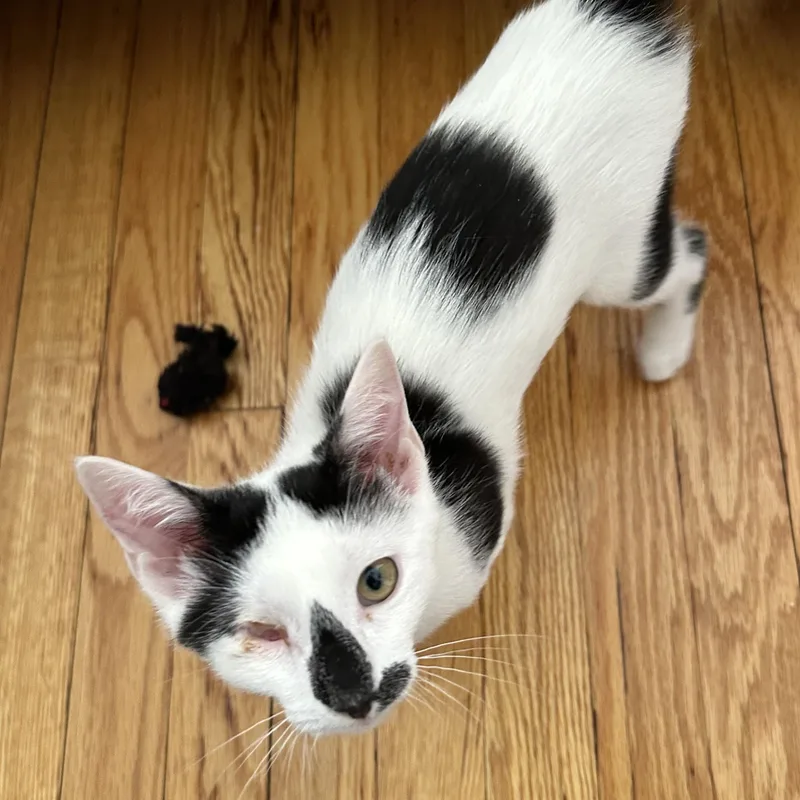 Sparkle Unicorn And Ollie! thumbnail 5