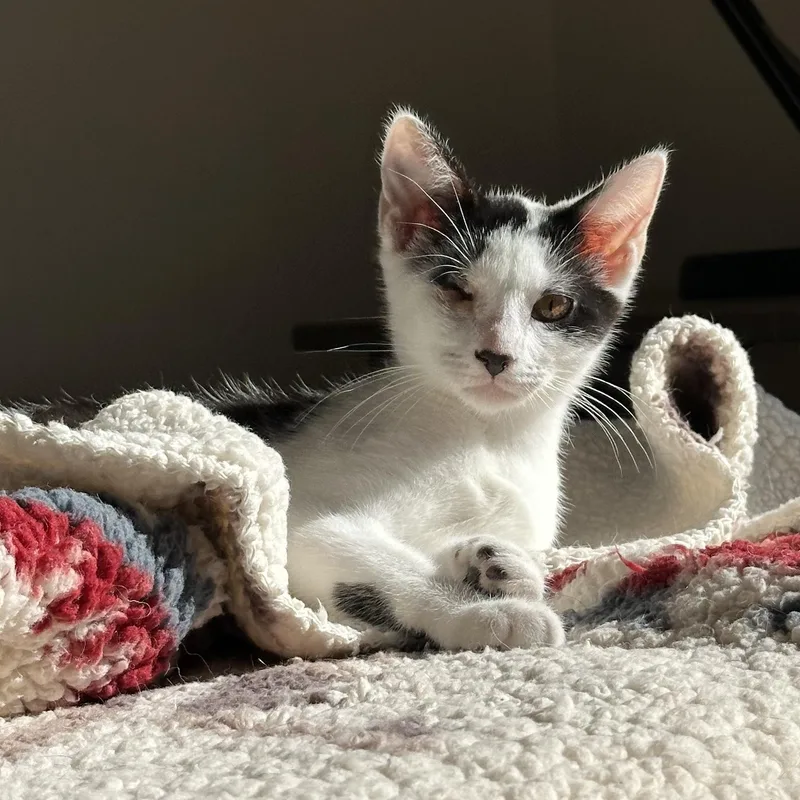 Sparkle Unicorn And Ollie! thumbnail 6