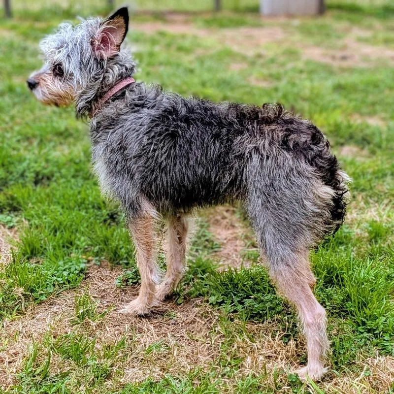 Belle Love thumbnail 3