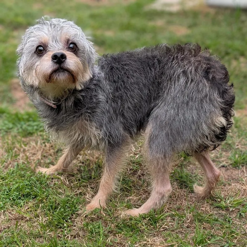 Belle Love thumbnail 4