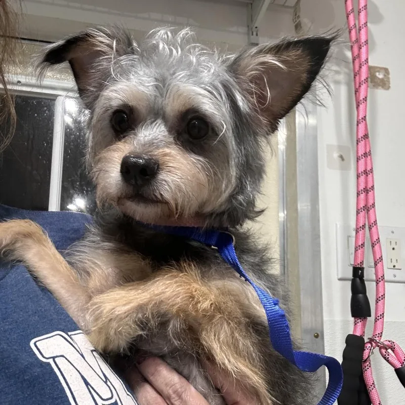 Belle Love thumbnail 5