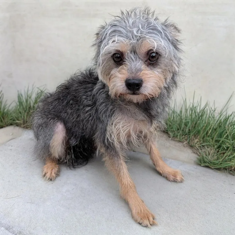 Belle Love thumbnail 6