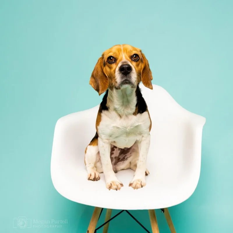 Calliope thumbnail 2