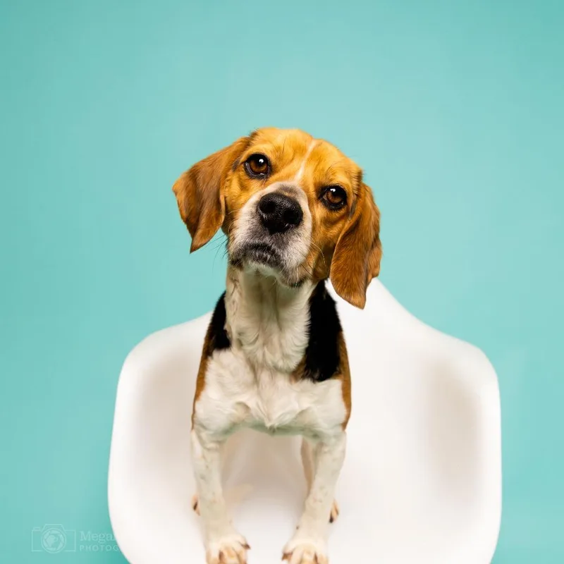 Calliope thumbnail 3