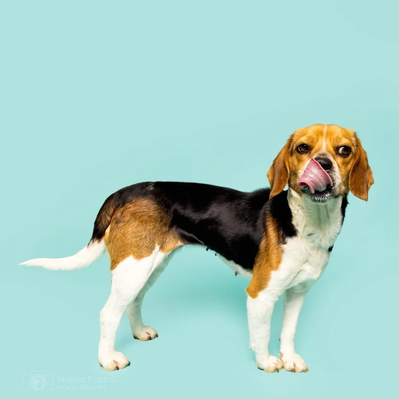 Calliope thumbnail 4