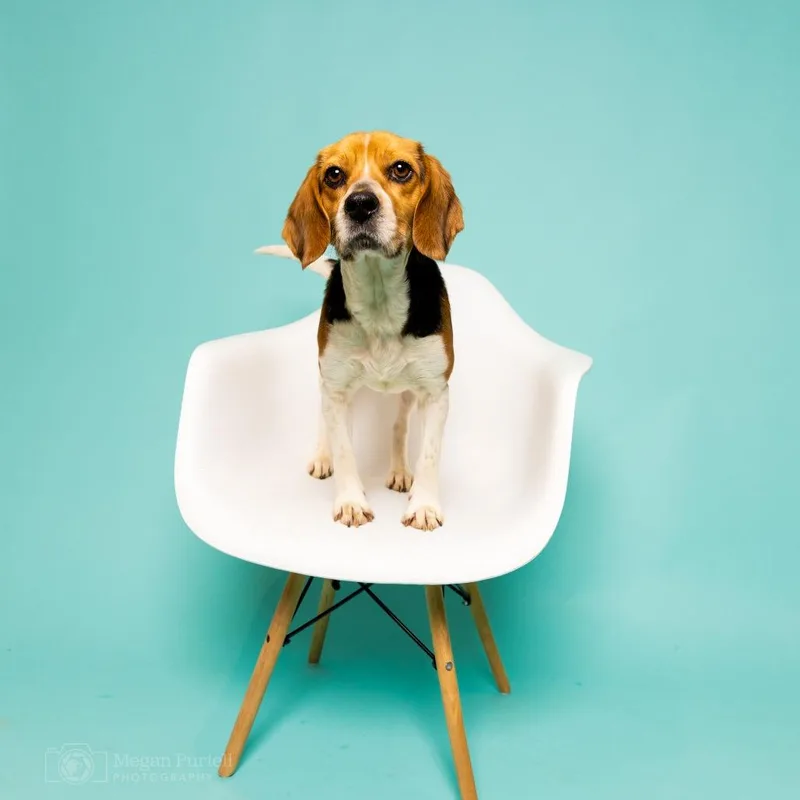 Calliope thumbnail 5