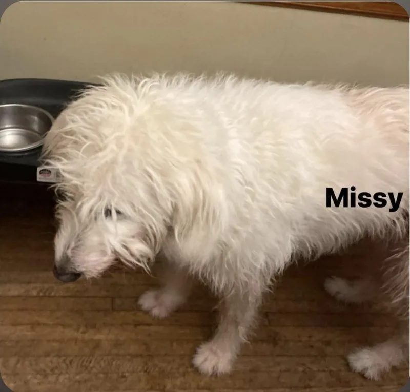 Missy thumbnail 4