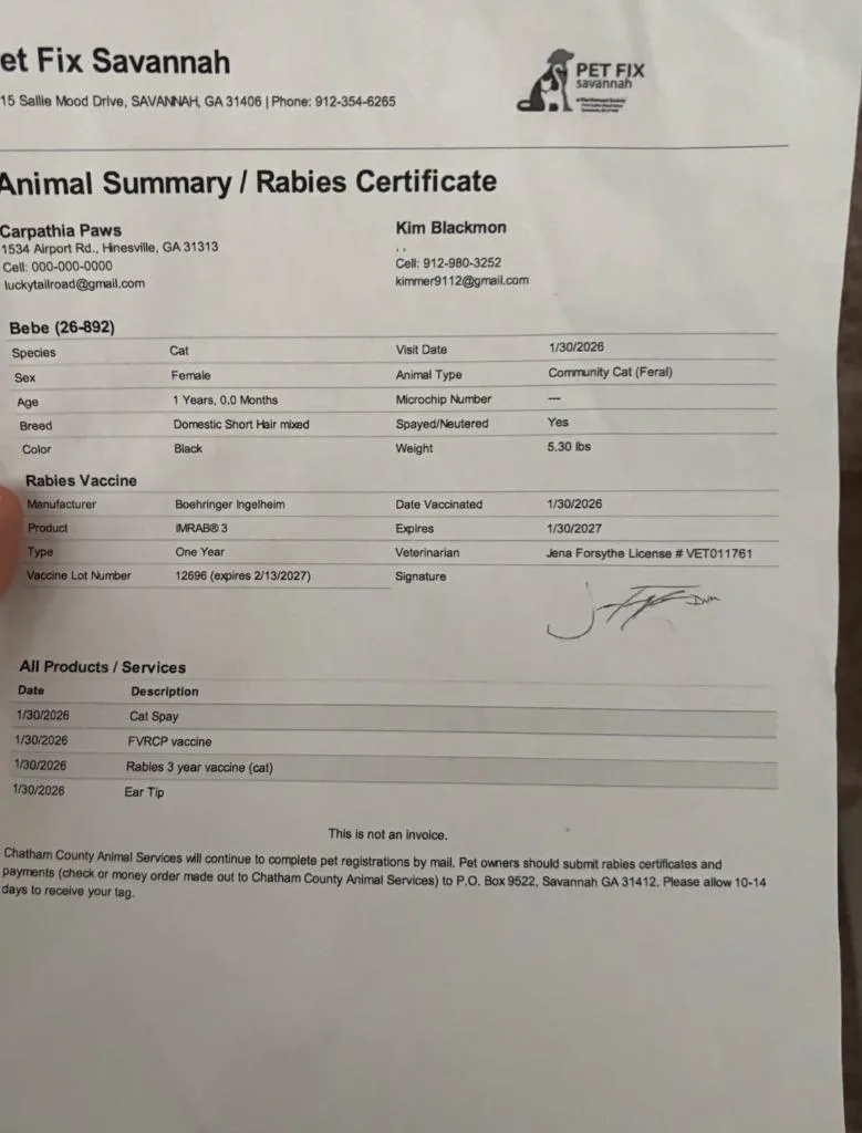 Piggie  Bebe thumbnail 2