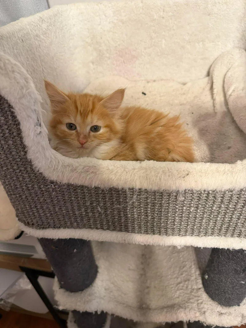 Chop Chop thumbnail 2