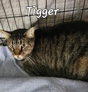 Tigger thumbnail 2