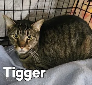Tigger thumbnail 3