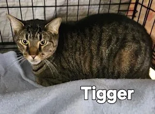 Tigger thumbnail 4
