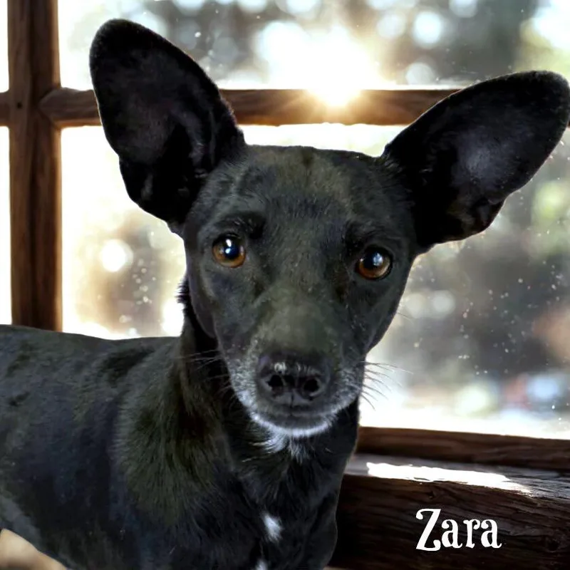 Zara thumbnail 4