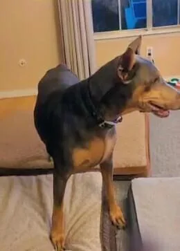 Scarlett thumbnail 2