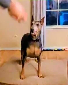 Scarlett thumbnail 4