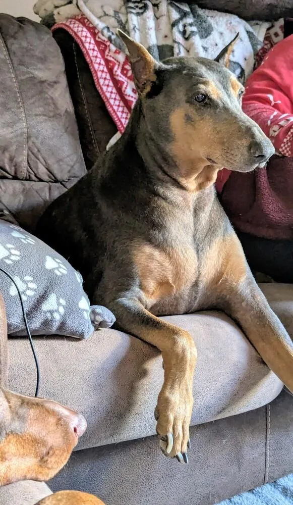 Scarlett thumbnail 5