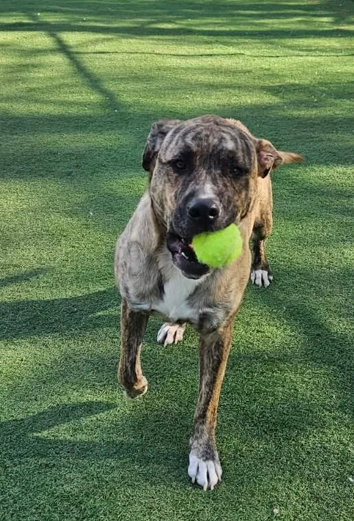 An adult large-sized male Brindle Pit Bull Terrier dog named Max for adoption in Crystal City, MO