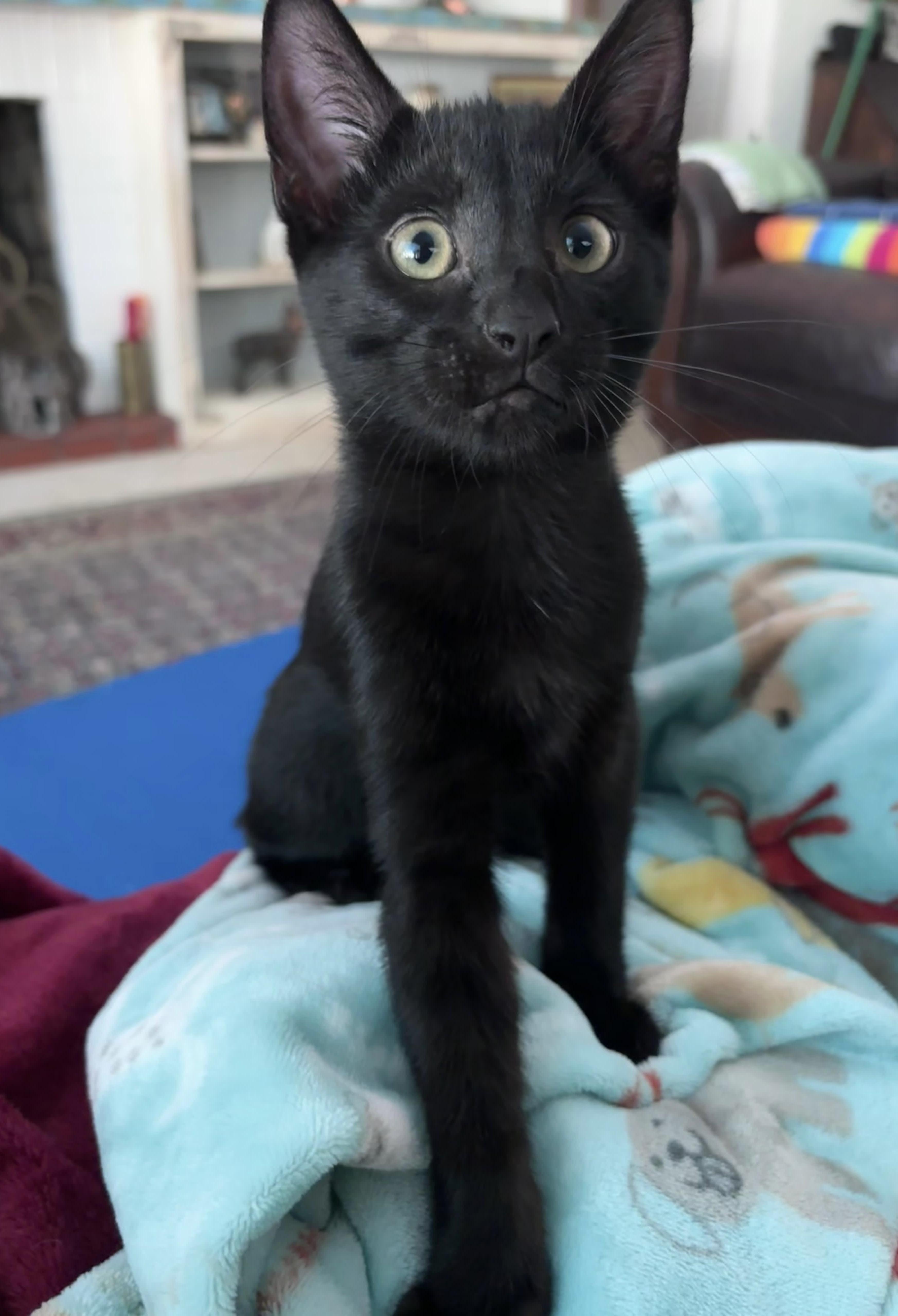 Maxwell Edison thumbnail 3