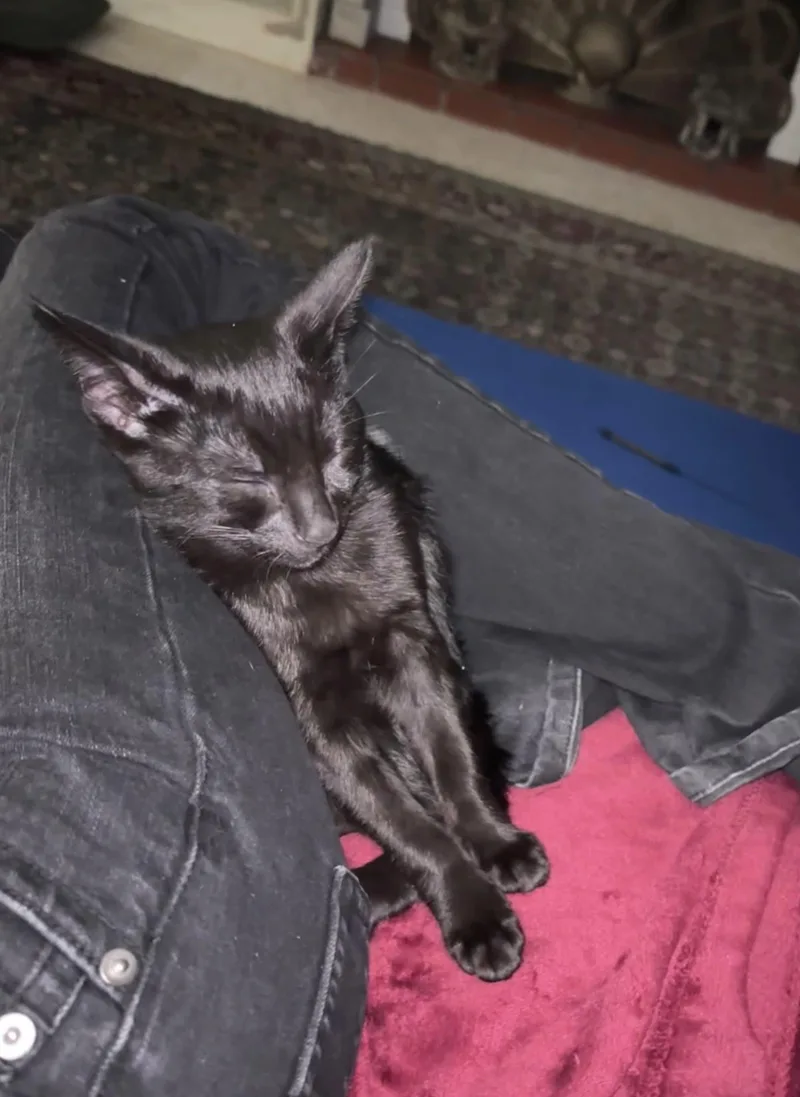 Maxwell Edison thumbnail 4