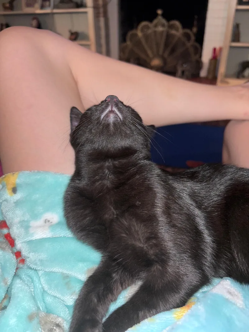 Maxwell Edison thumbnail 5