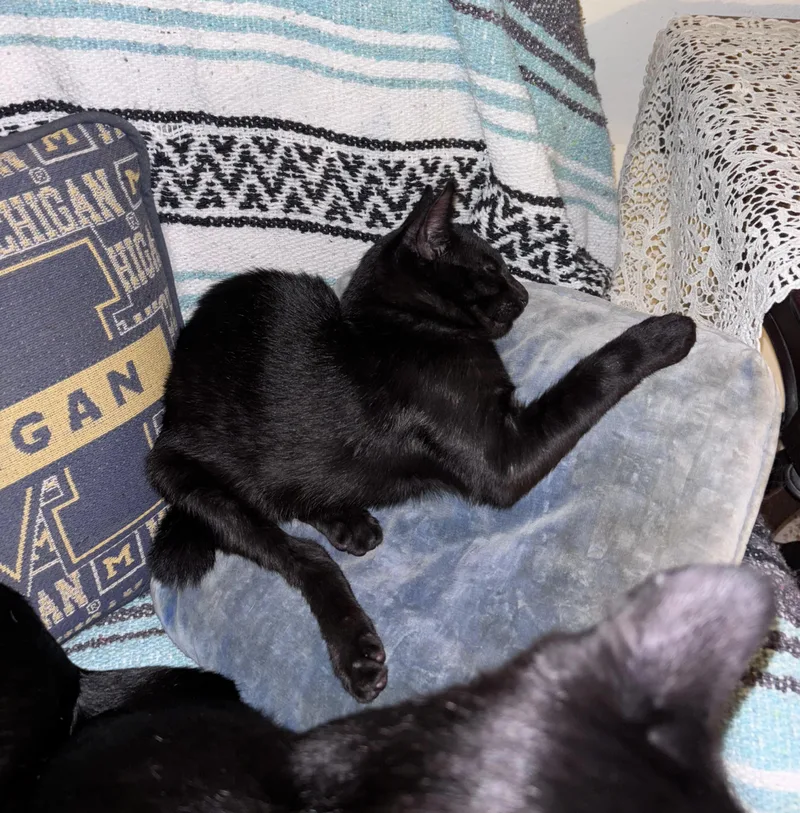 Desmond Jones thumbnail 3