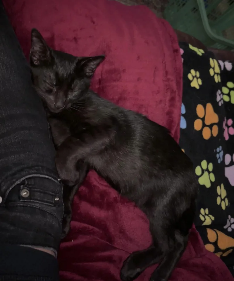 Desmond Jones thumbnail 4