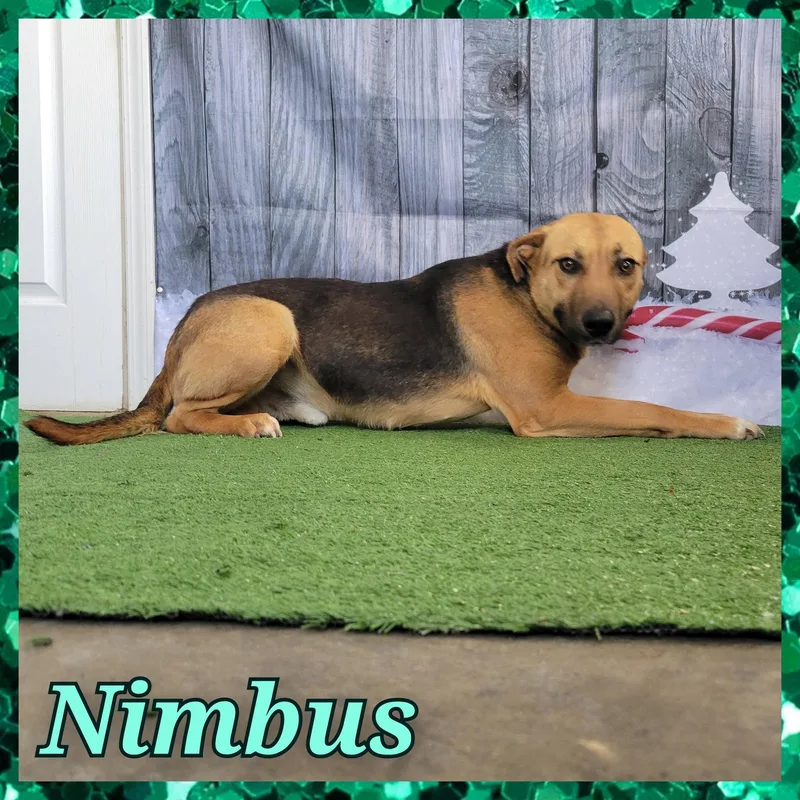 Nimbus
