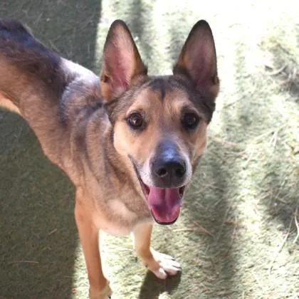 An adult medium-sized male Sable Siberian Husky dog named Apollo for adoption in Flagstaff, AZ