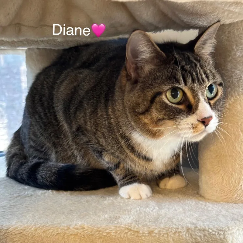 Diane thumbnail 3
