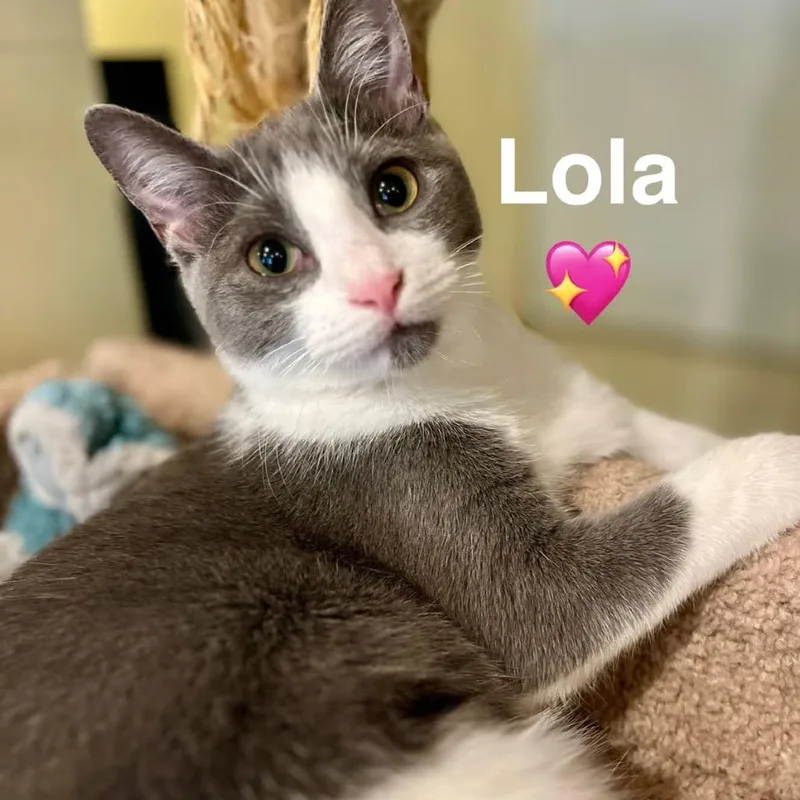 Lola thumbnail 2