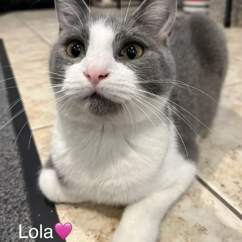 Lola thumbnail 3