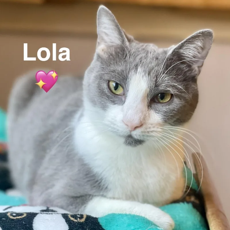 Lola thumbnail 4