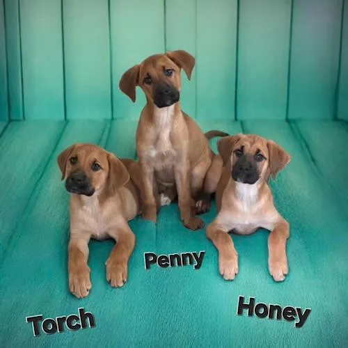 Honey Girl thumbnail 2