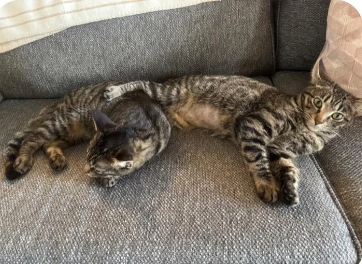 Rocket And Yosemite thumbnail 2