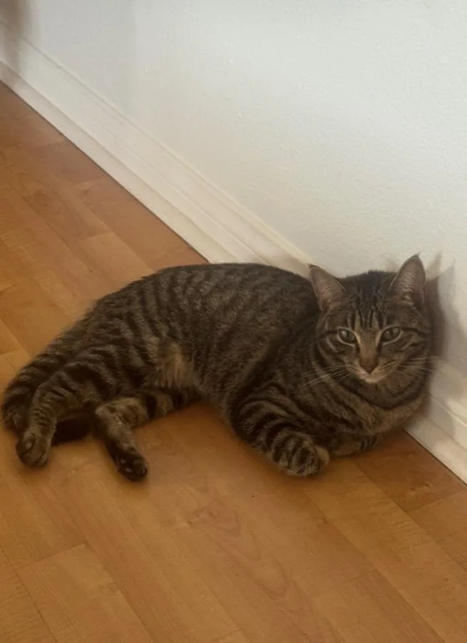 Rocket And Yosemite thumbnail 3