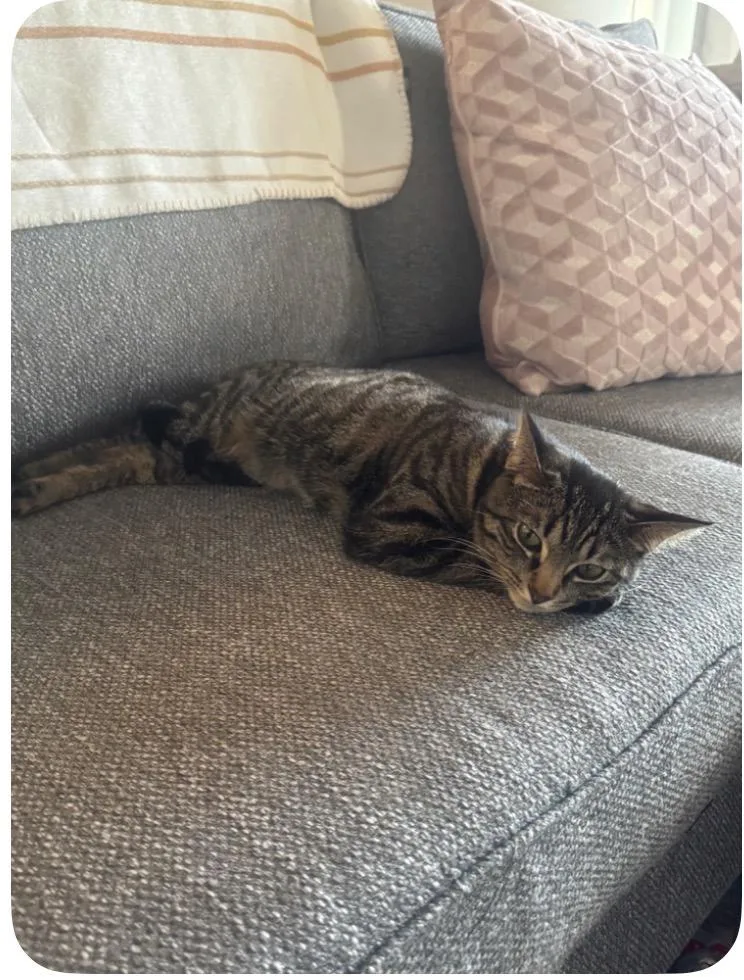 Rocket And Yosemite thumbnail 4