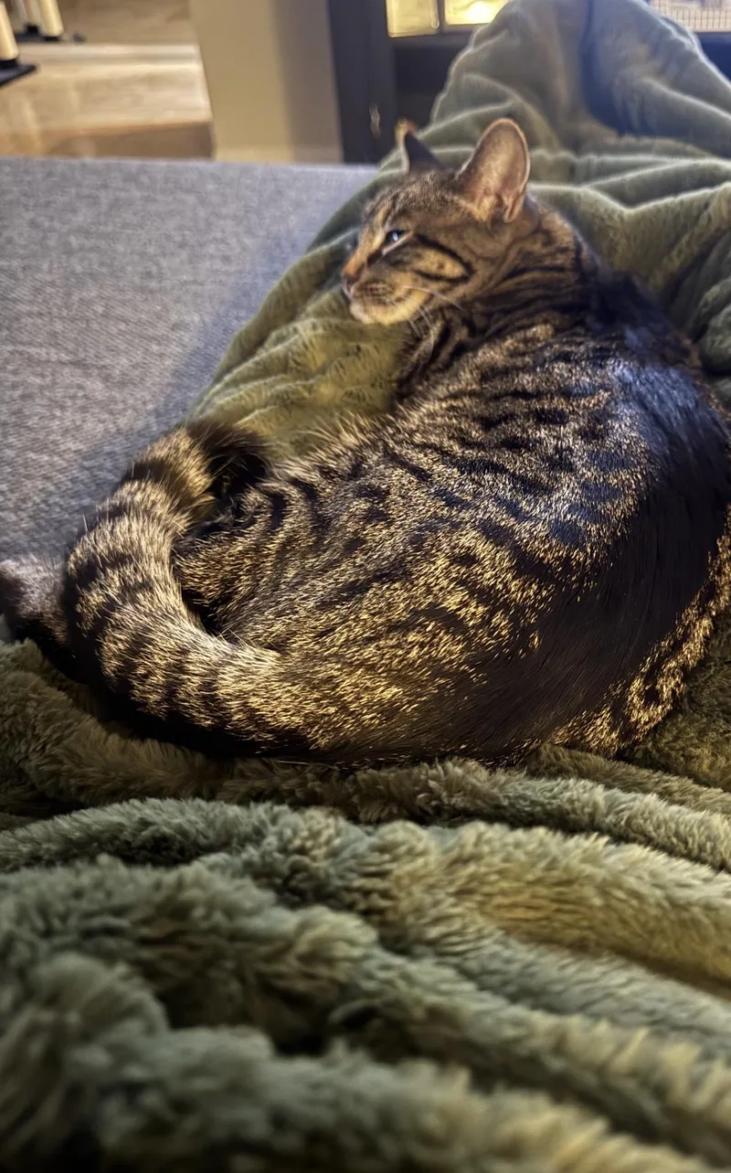 Rocket And Yosemite thumbnail 5