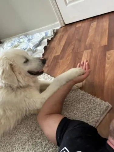 Snowball thumbnail 3