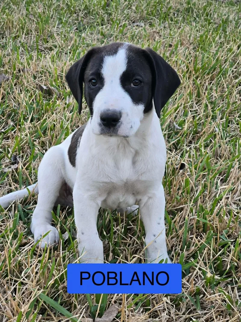Poblano