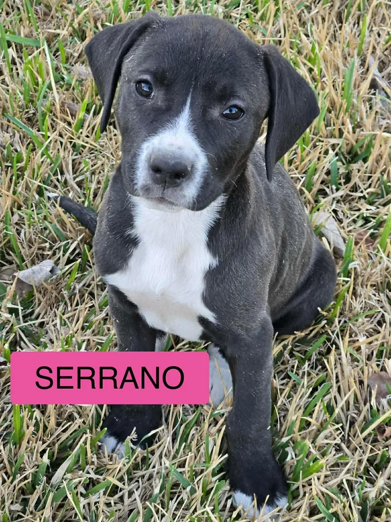 Serrano