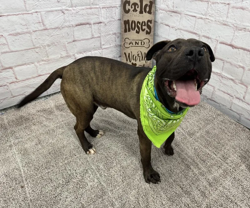 Northern Sky thumbnail 3